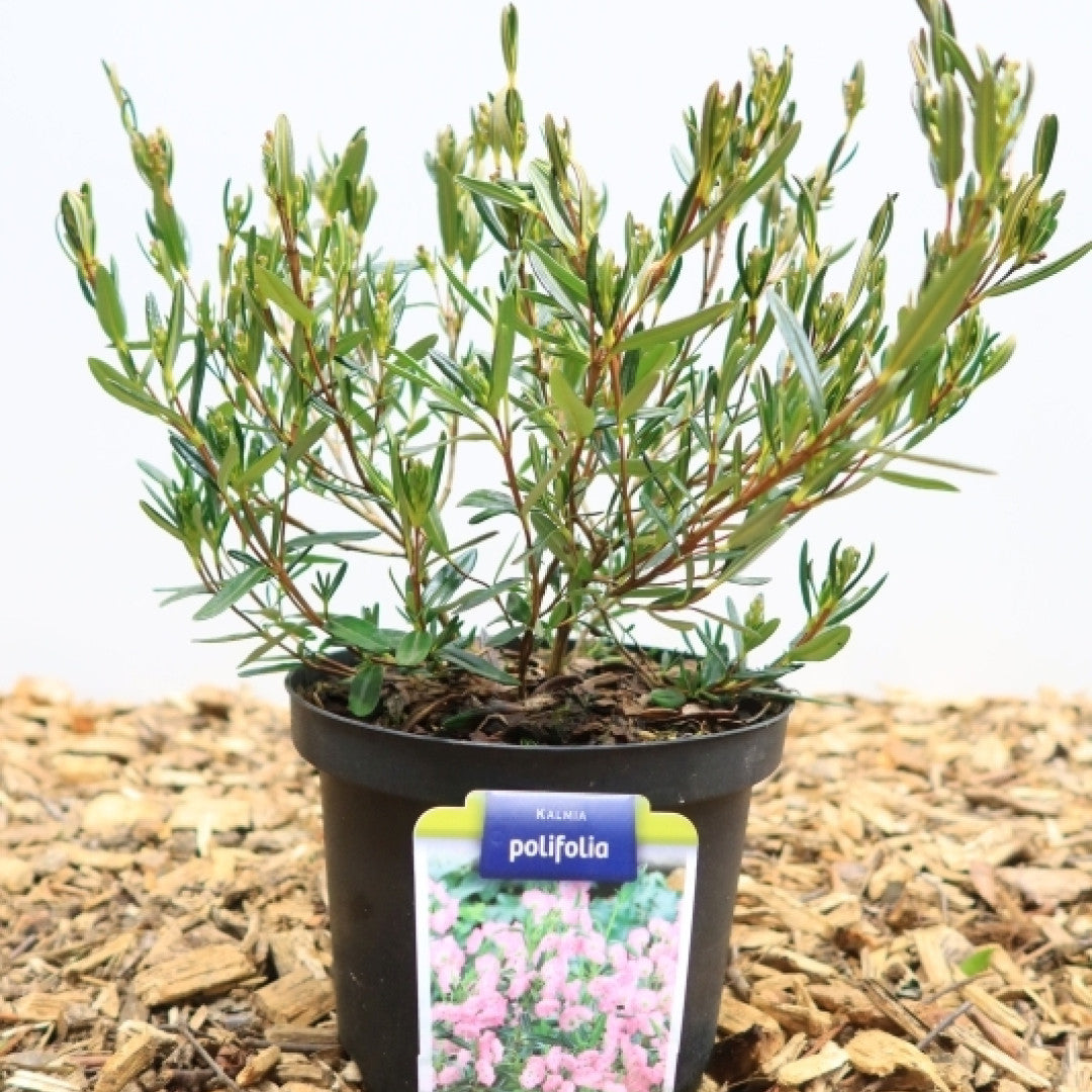 Kalmia polifolia