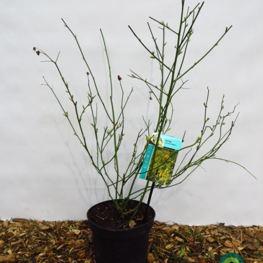 Kerria japonica 'Pleniflora'