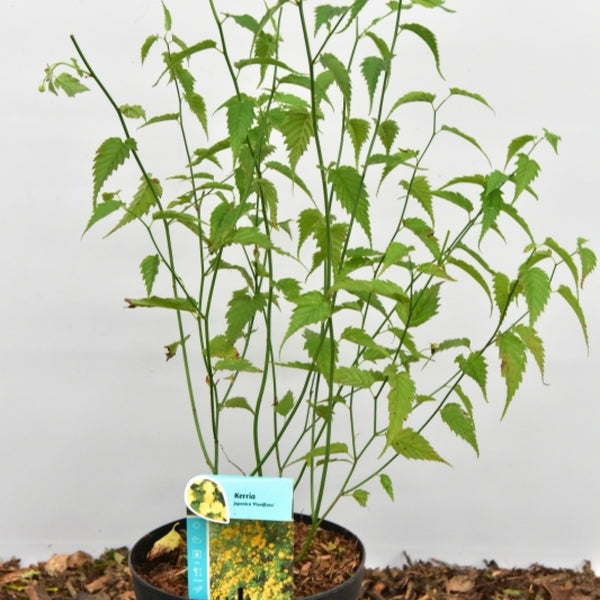 Kerria japonica 'Pleniflora'