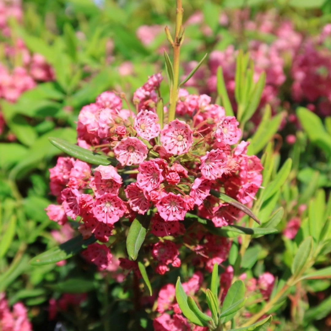 Kalmia angustifolia 'Rubra'