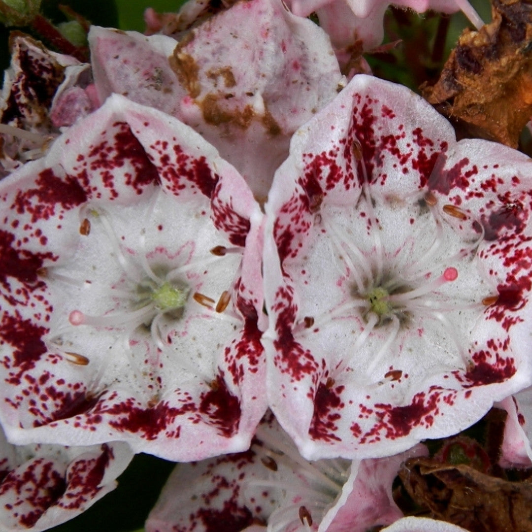 Kalmia latifolia 'Ginkona'