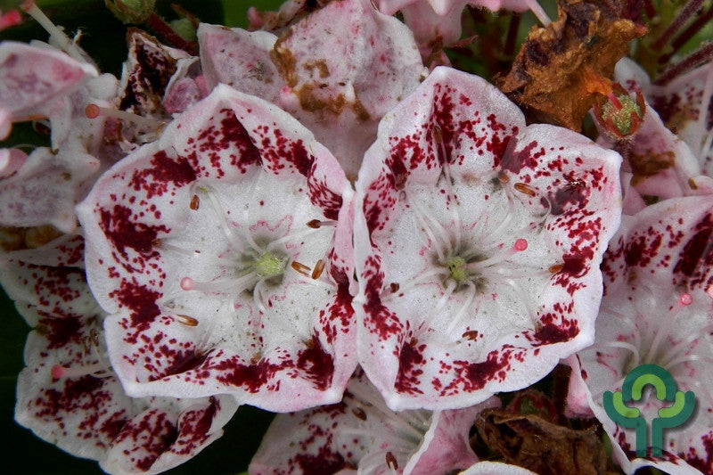 Kalmia latifolia 'Ginkona'