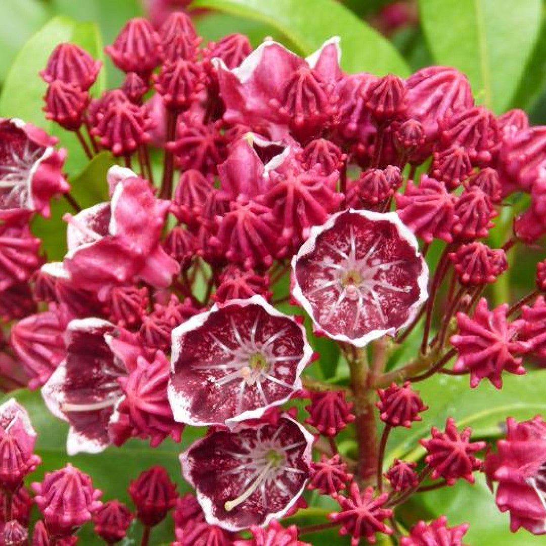 Kalmia latifolia 'Kaleidoscope'