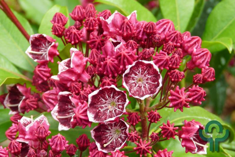 Kalmia latifolia 'Kaleidoscope'