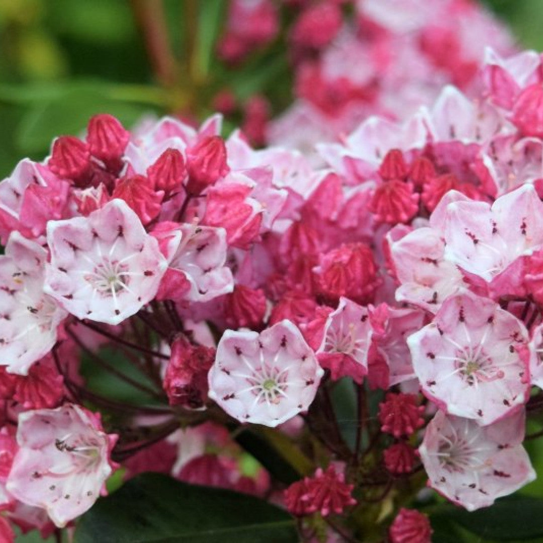 Kalmia latifolia 'Olympic Fire'