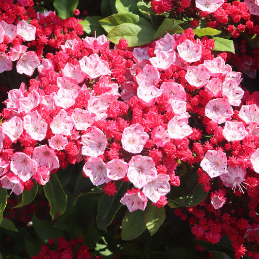 Kalmia latifolia 'Ostbo Red'