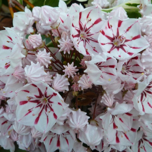 Kalmia latifolia 'Peppermint'