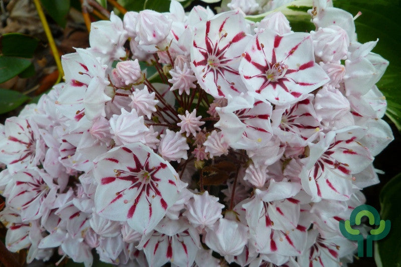 Kalmia latifolia 'Peppermint'