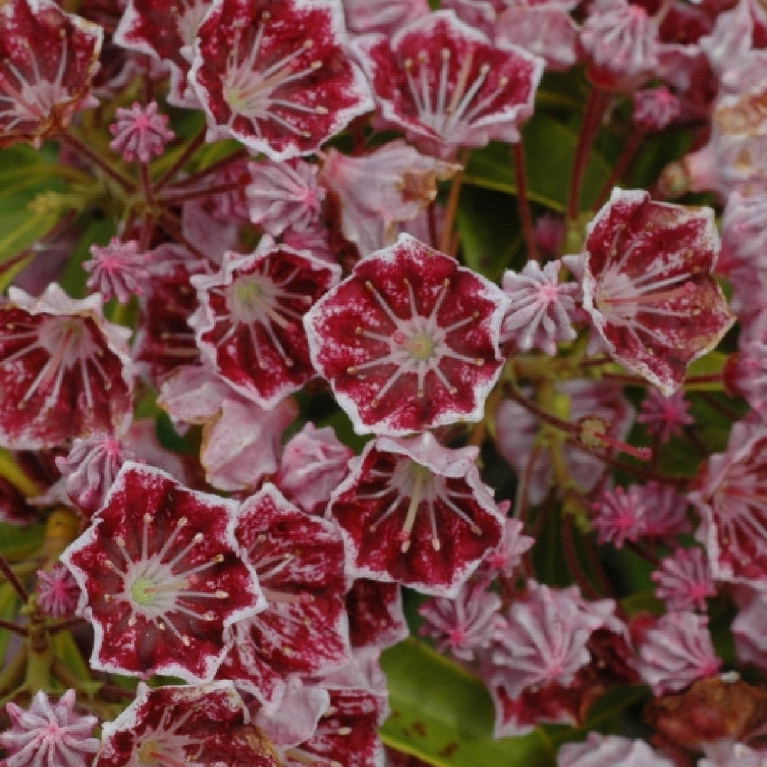 Kalmia latifolia 'Pinwheel'