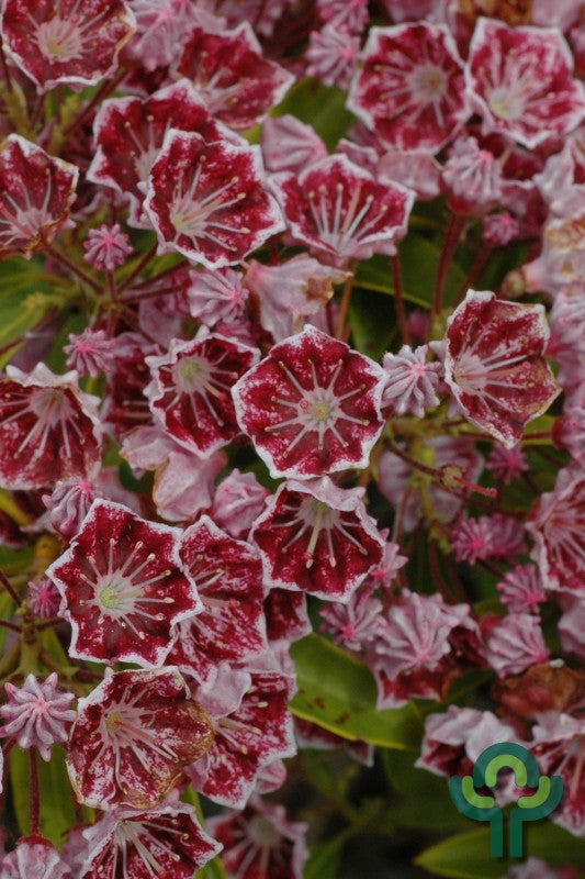 Kalmia latifolia 'Pinwheel'
