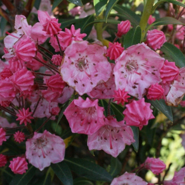 Kalmia latifolia 'Tiddlywinks'