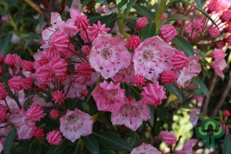 Kalmia latifolia 'Tiddlywinks'