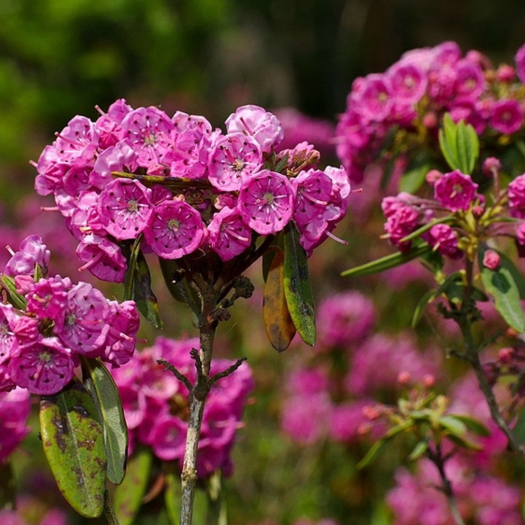 Kalmia angustifolia 'Rubra'