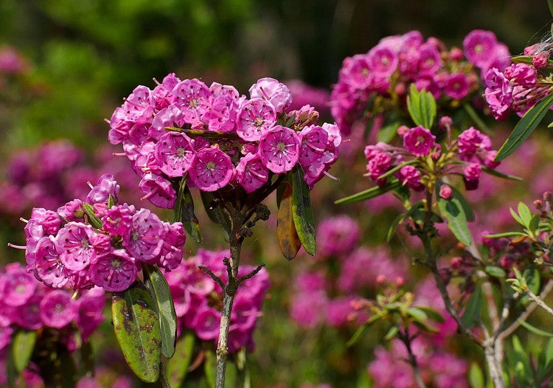 Kalmia angustifolia 'Rubra'