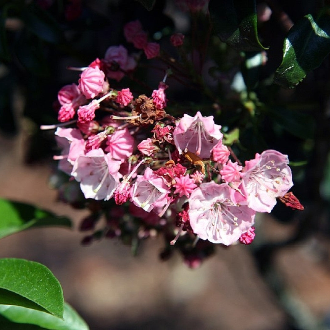 Kalmia latifolia 'Little Linda'