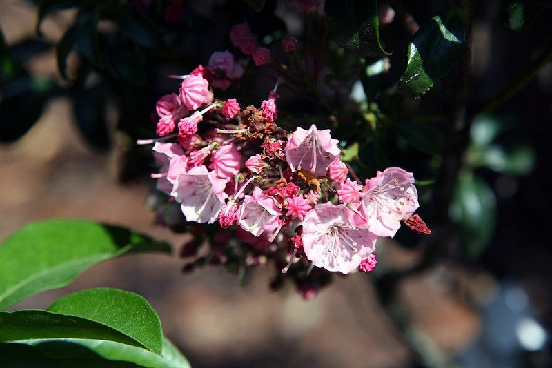 Kalmia latifolia 'Little Linda'