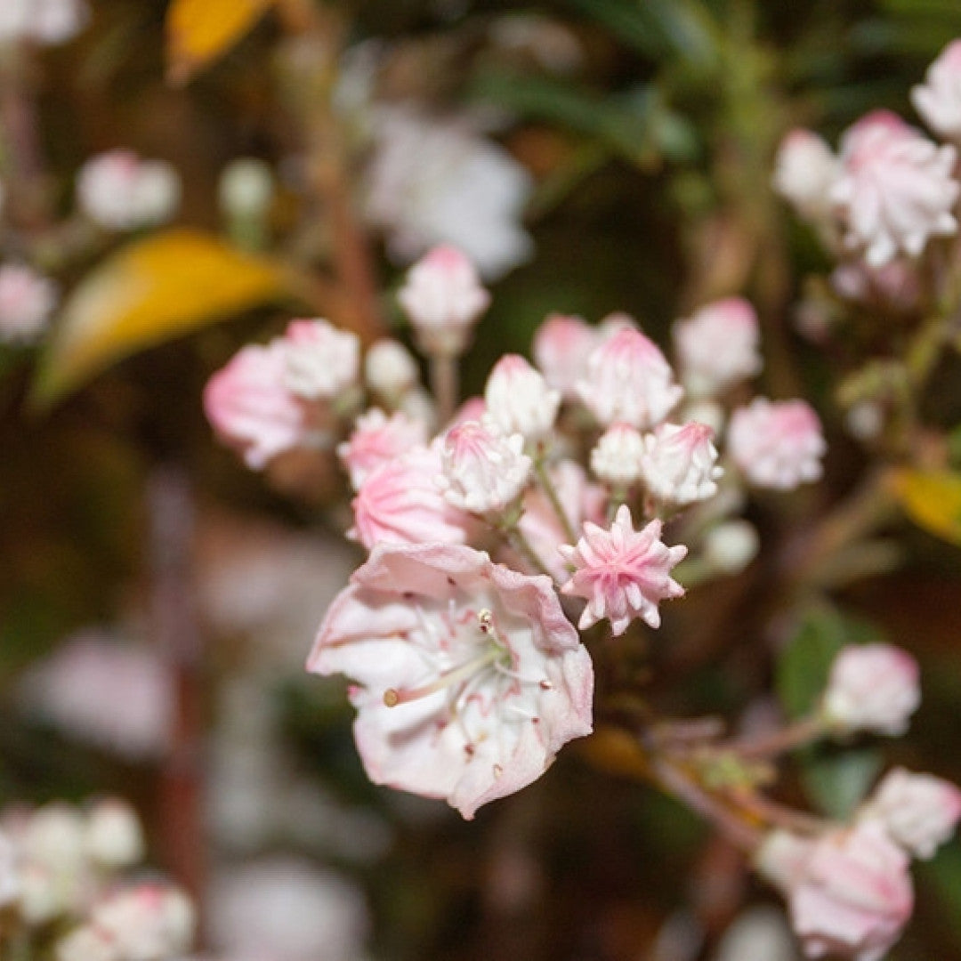 Kalmia latifolia 'Elf'