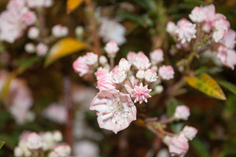 Kalmia latifolia 'Elf'