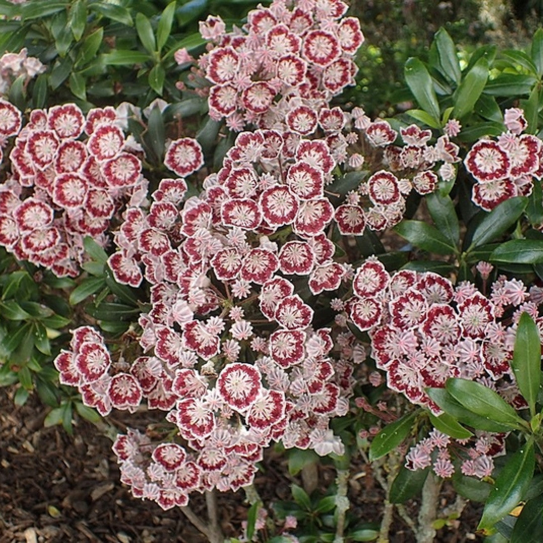 Kalmia latifolia 'Minuet'