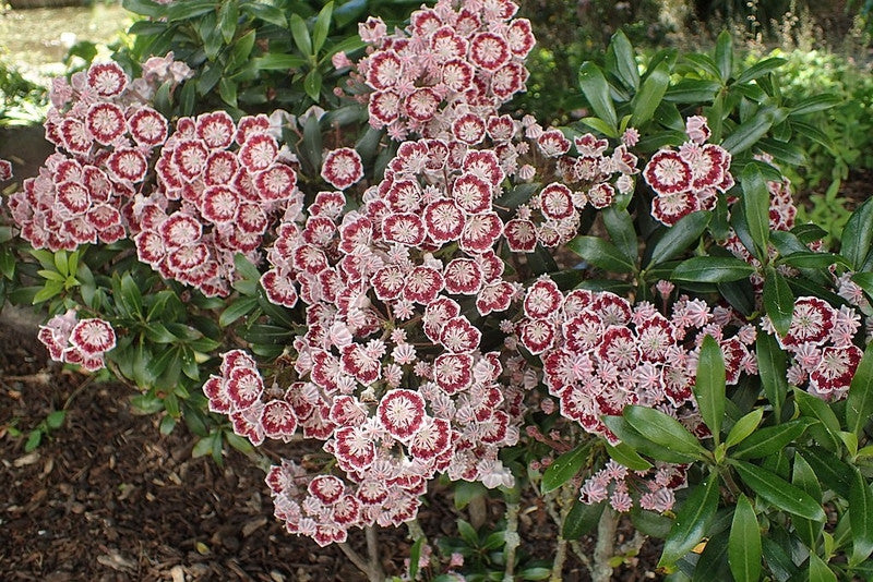 Kalmia latifolia 'Minuet'