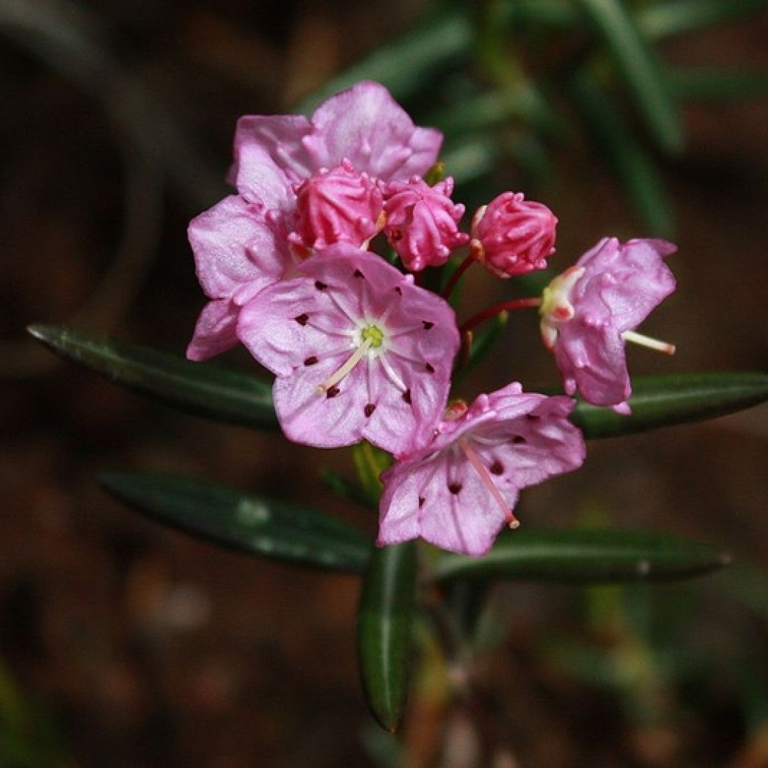 Kalmia polifolia