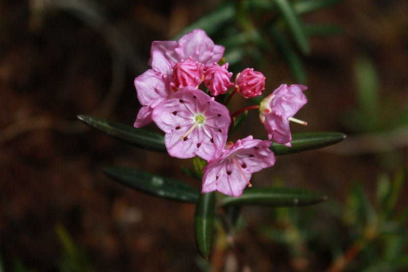 Kalmia polifolia