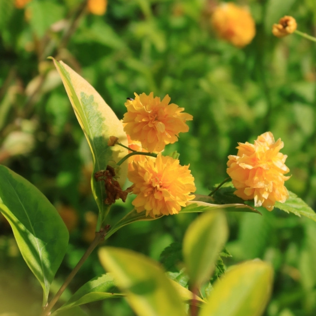 Kerria japonica 'Pleniflora'
