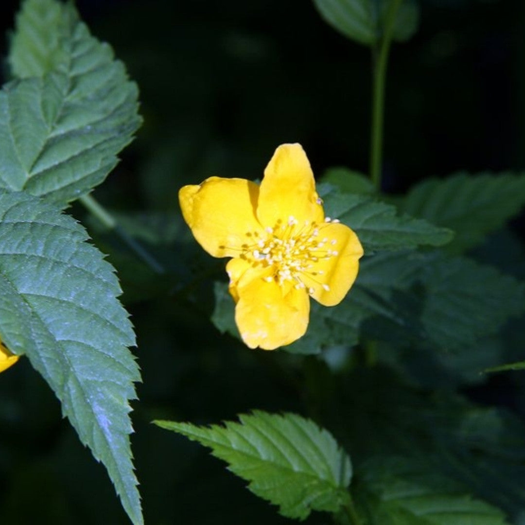 Kerria japonica 'Golden Guinea'