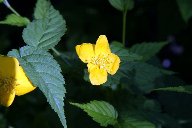 Kerria japonica 'Golden Guinea'