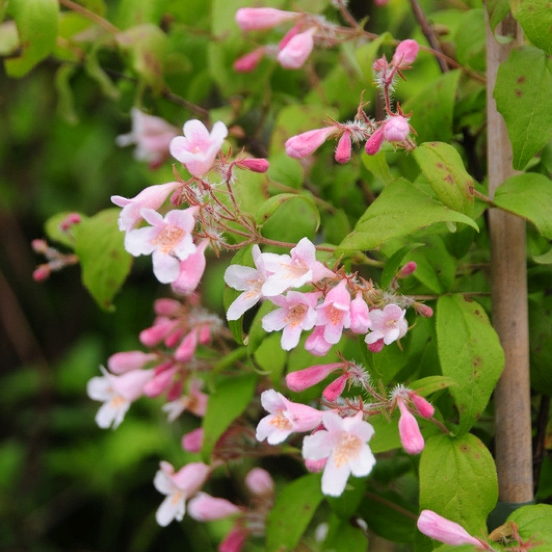 Kolkwitzia amabilis 'Pink Cloud'