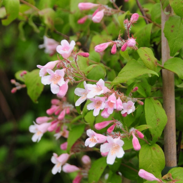 Kolkwitzia amabilis 'Pink Cloud'