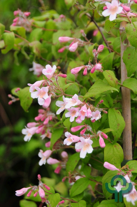 Kolkwitzia amabilis 'Pink Cloud'