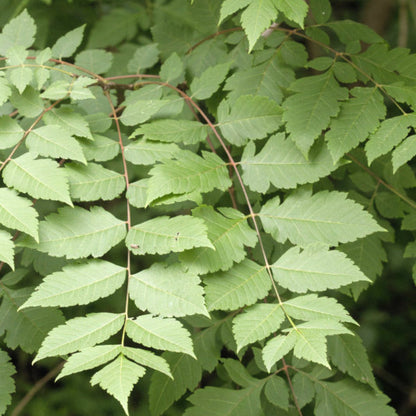 Koelreuteria paniculata