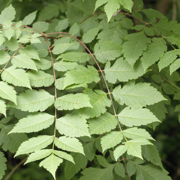 Koelreuteria paniculata