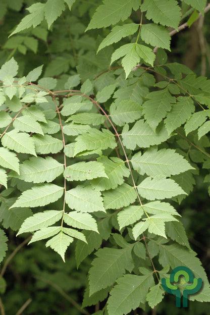 Koelreuteria paniculata