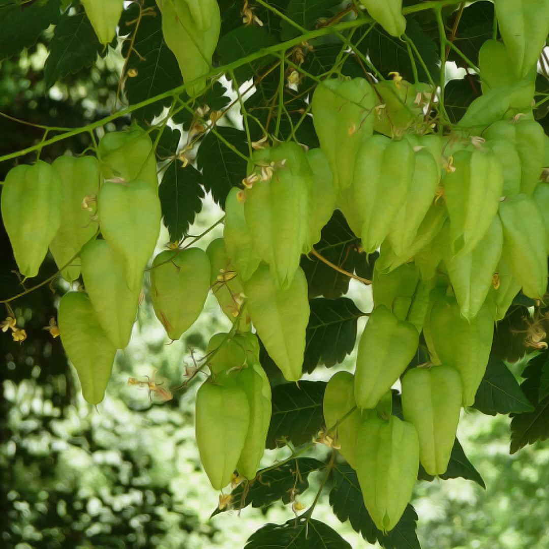 Koelreuteria paniculata
