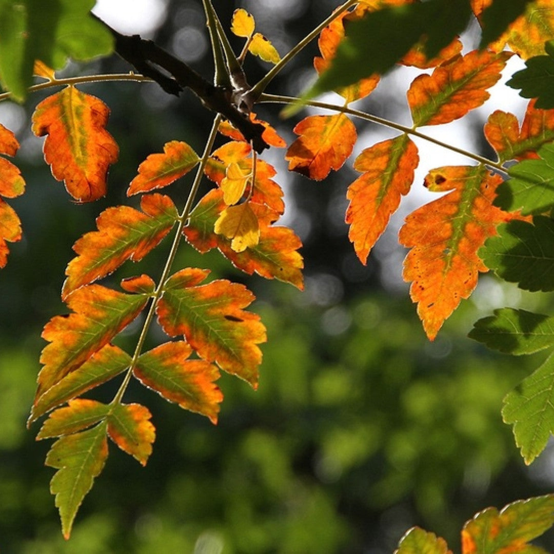 Koelreuteria paniculata