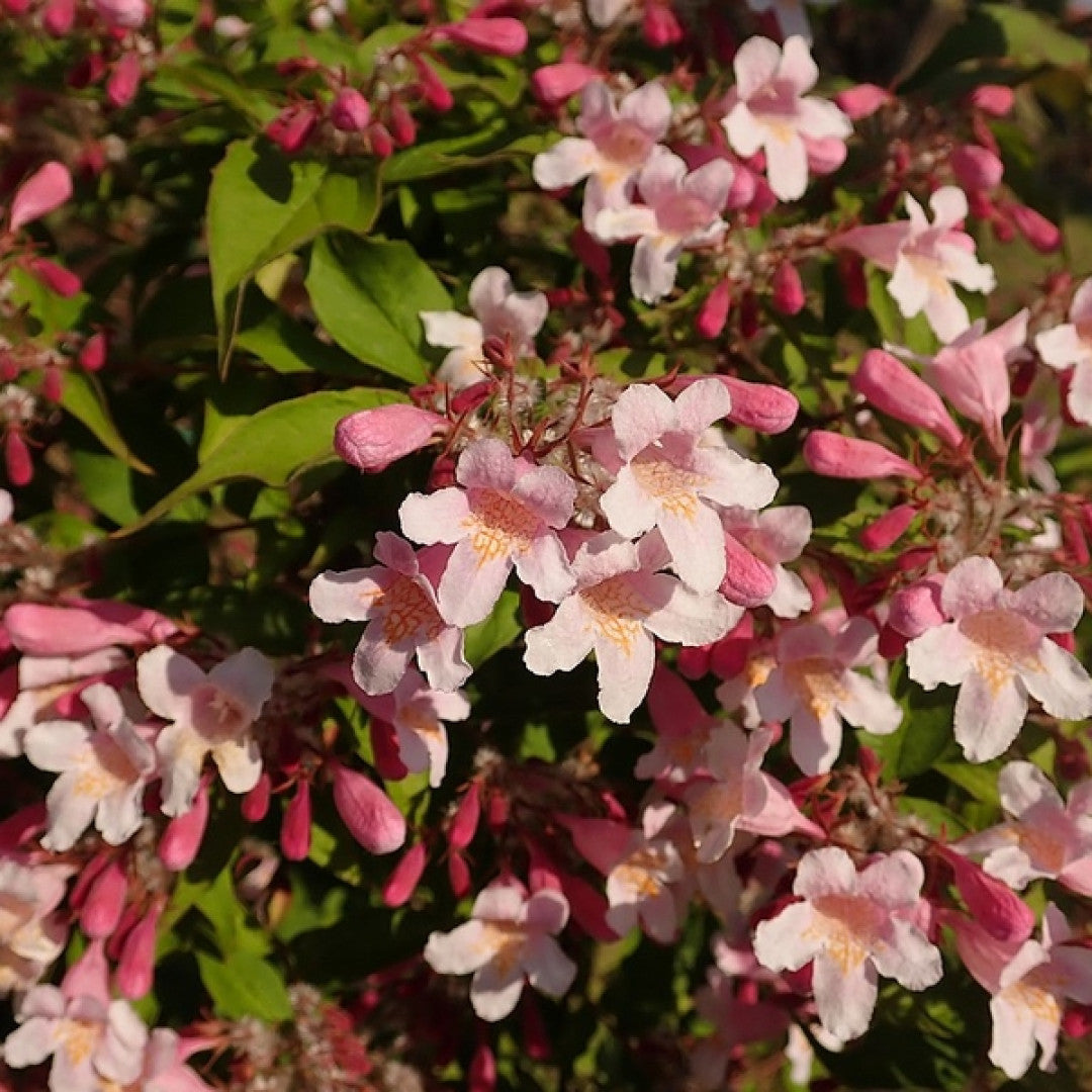 Kolkwitzia amabilis 'Pink Cloud'