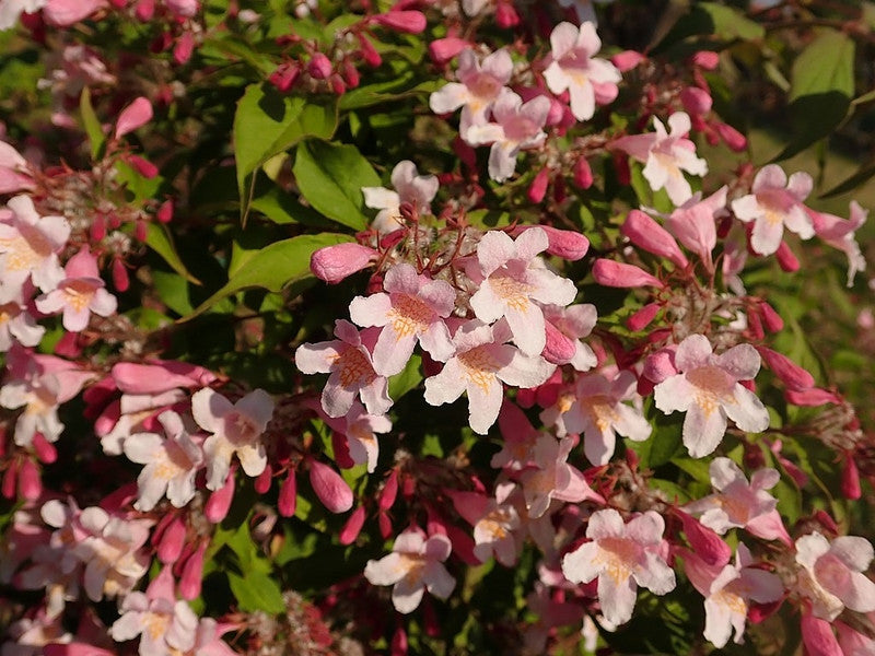 Kolkwitzia amabilis 'Pink Cloud'