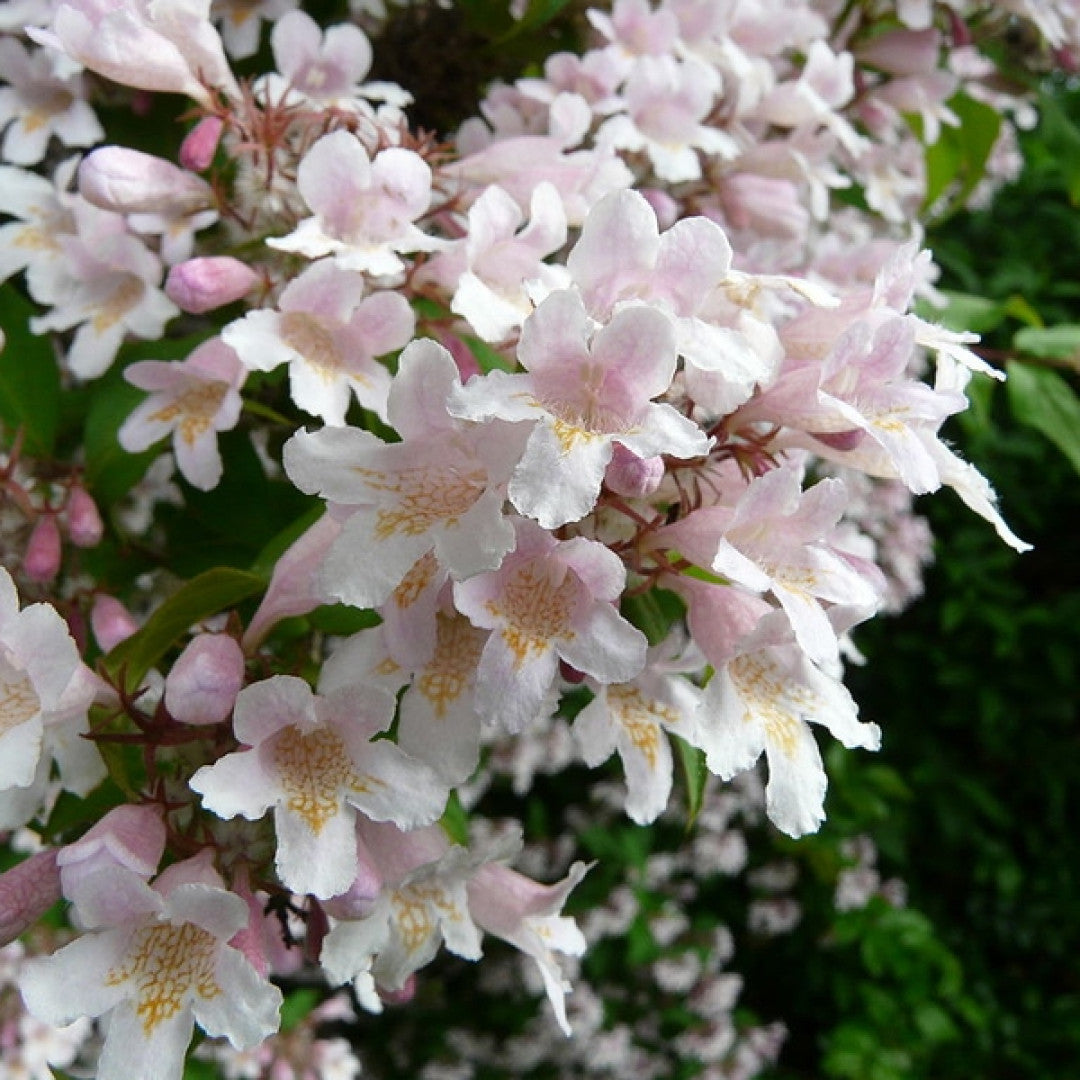 Kolkwitzia amabilis