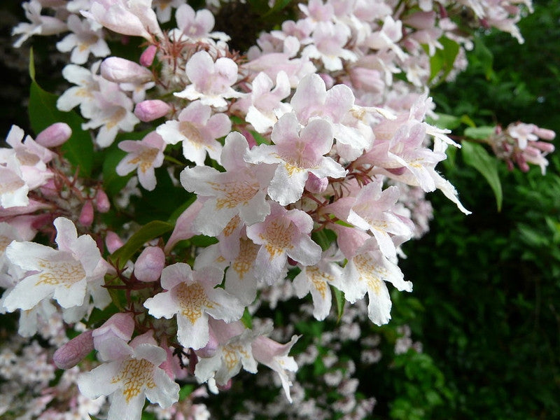 Kolkwitzia amabilis