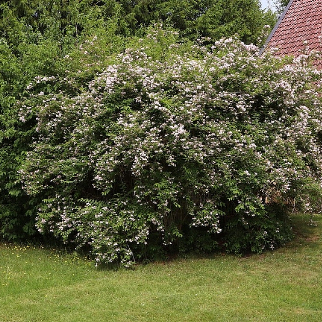 Kolkwitzia amabilis