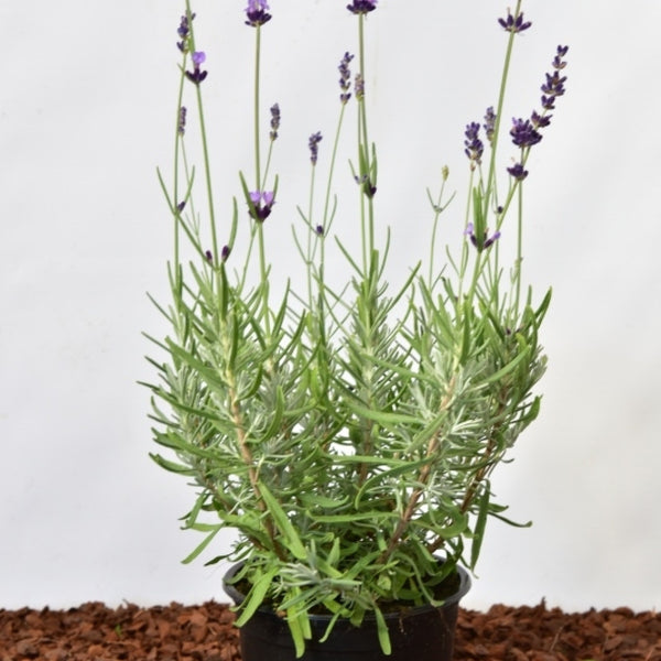 Lavandula angustifolia 'Dwarf Blue'