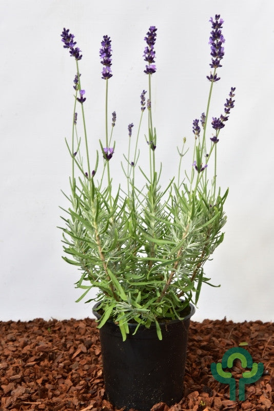 Lavandula angustifolia 'Dwarf Blue'