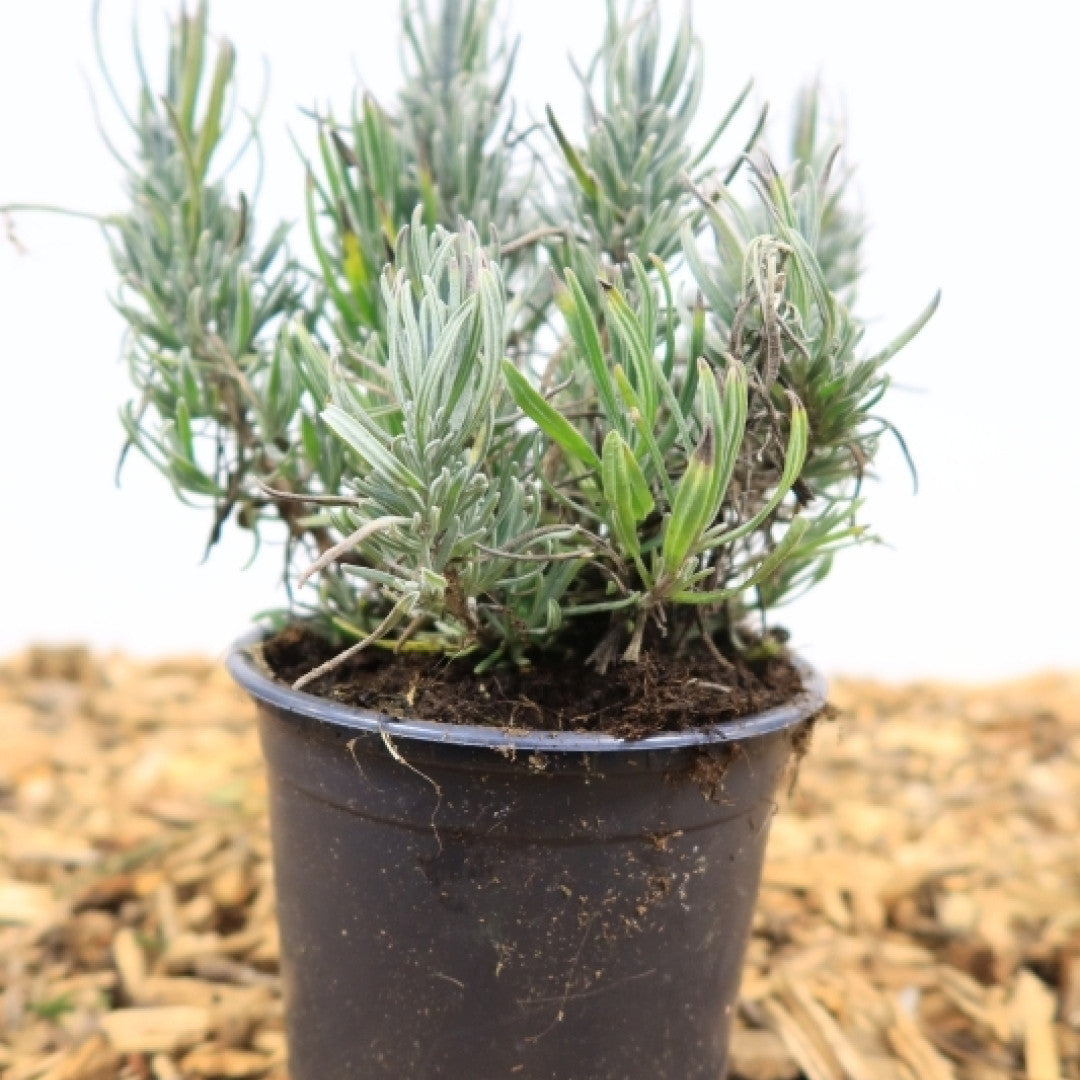 Lavandula angustifolia 'Dwarf Blue'