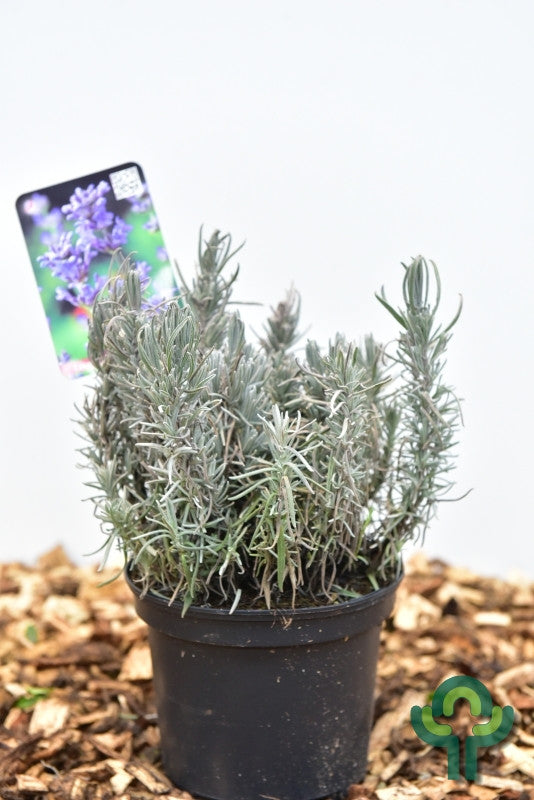 Lavandula angustifolia 'Dwarf Blue'