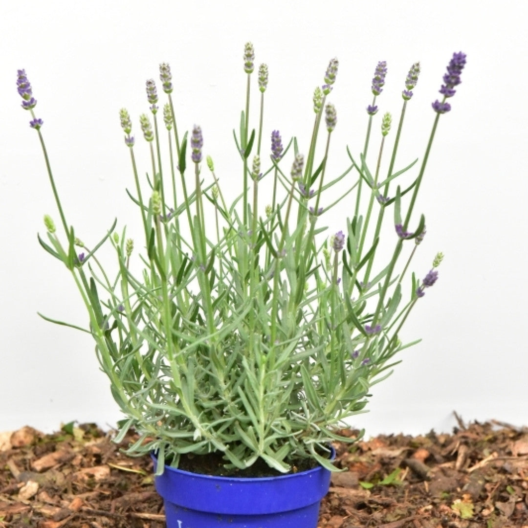 Lavandula angustifolia 'Essence Purple'