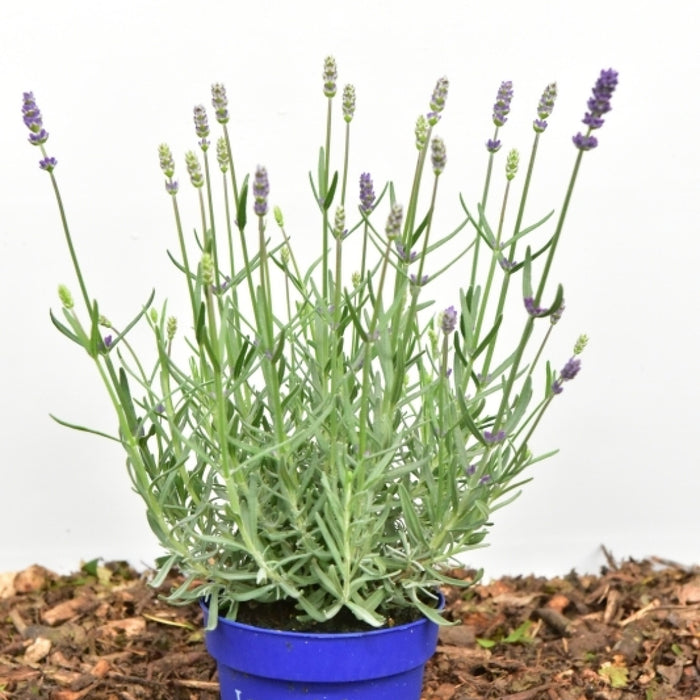 Lavandula angustifolia 'Essence Purple'