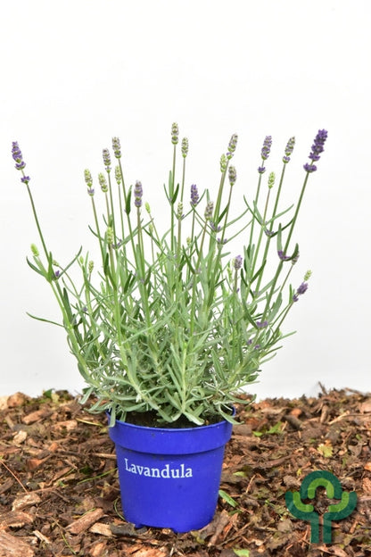 Lavandula angustifolia 'Essence Purple'