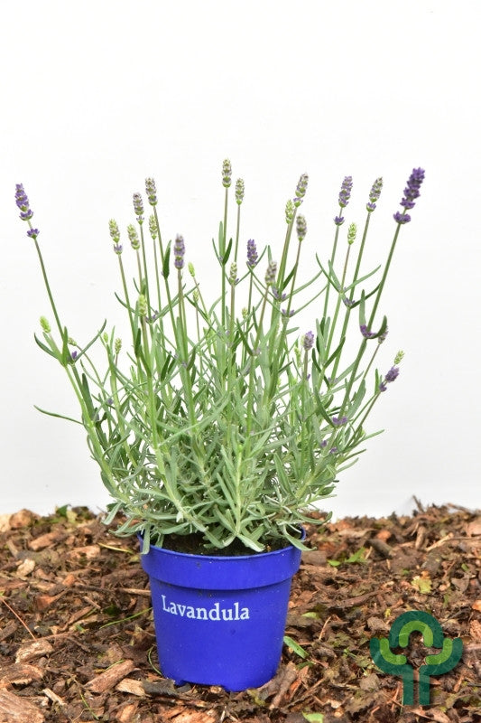 Lavandula angustifolia 'Essence Purple'
